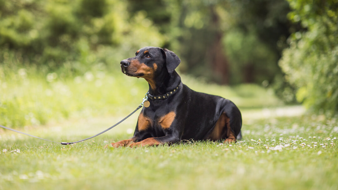 Black hot sale tan puppy